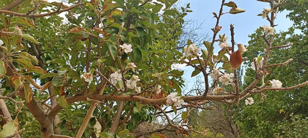 Elma ağacı eylülde isyan etti: Ben daha bitirmedim! 1